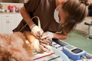 veterinary technician schools in colorado