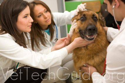Vet examinig german shepherd, Canon 1Ds mark III