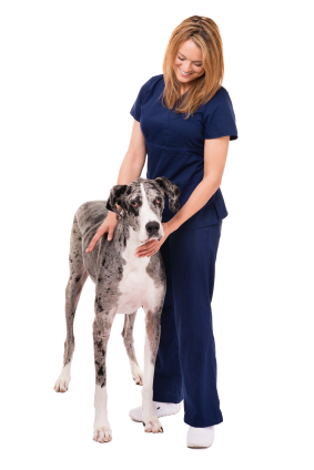 canadian vet tech