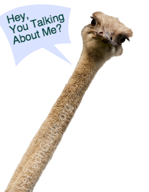 Head of an ostrich close up.