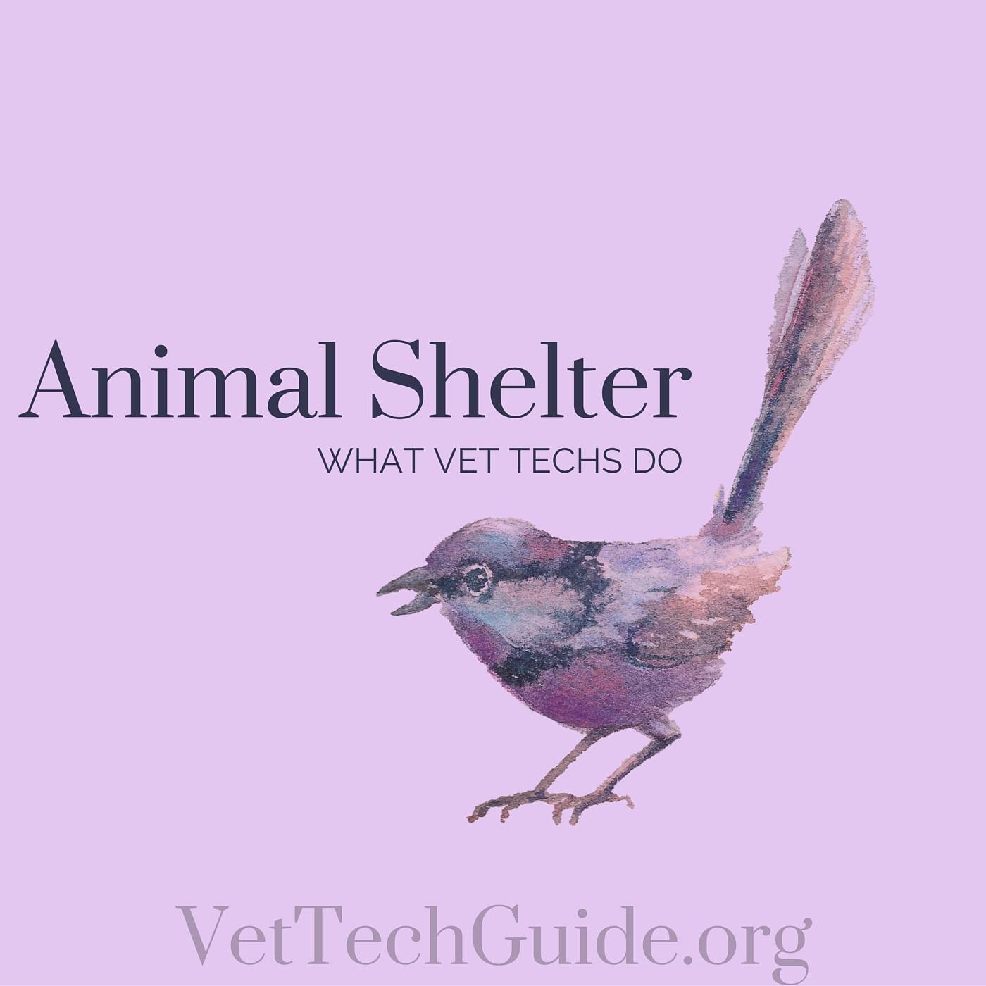 Animal Shelter