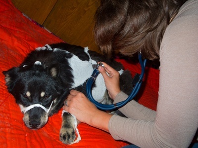 Veterinarian inspects a sick stray dog at the shelter