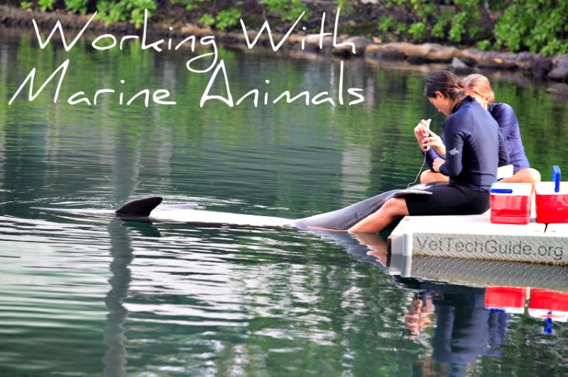 marine animal veterinary technician