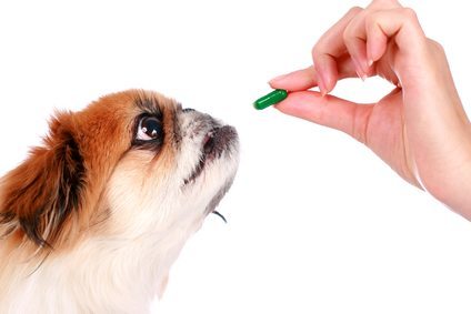 pharmacy vet tech